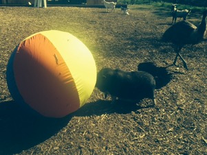 rosieball rosieball